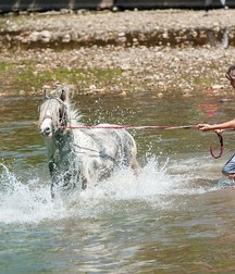 boys and horses 5ad436d739747.jpg