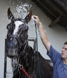 boys and horses 5ad436e72b0b1.jpg