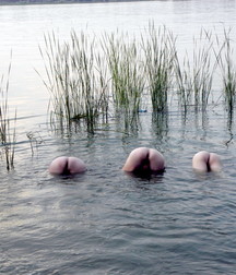 the ass emerges from the water 5b02ea0295fc8.jpg