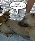 funny images from the web 5b823a1036681.jpg