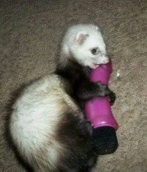strange and funny photographs 5c41775fb97e6.jpg
