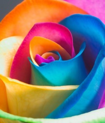 the rainbow 5d329cf419202.jpg