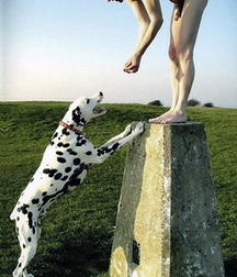 the puppies of the boys 5d47ce4e4e7a1.jpg