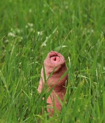 funny cocks 5d60c401617af.jpg