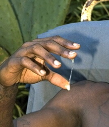 the warm seed on the hand 5d7158d0ecdce.jpg