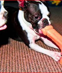 funny toys 5d747f3ef29cb.jpg