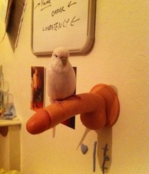 funny toys 5d747f43923a4.jpg