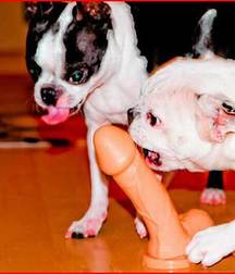 funny toys 5d747f451cae1.jpg