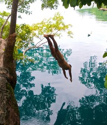 the perfect dive 5d77c913850e0.jpg