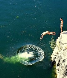 the perfect dive 5d77c91832691.jpg