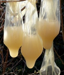 the unusual condom 5db84f5ee1bba.jpg