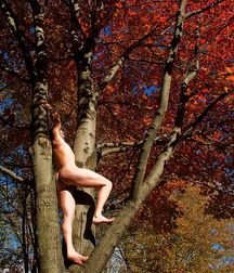 be careful: don't fall off the tree 5dcb27e828c1a.jpg