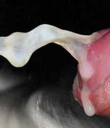 the sweet cream 5de6a2bbd9074.jpg