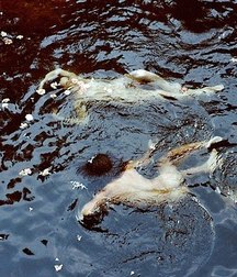 two naked friends in the water 5e14abd242c97.jpg