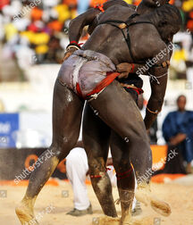Senegalese wrestler guys gay porn 626271dbb89c8.jpeg