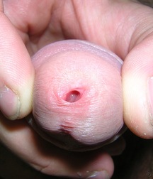 Surok 5890a8d1c71c3.jpg