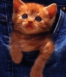 Uploaded by:SirCumsalot 5b1c91cf0eb50.jpg