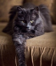 Uploaded by:SirCumsalot 5b1c91d64b1dd.jpg