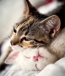 Uploaded by:SirCumsalot 5b1c91ee816c5.jpg