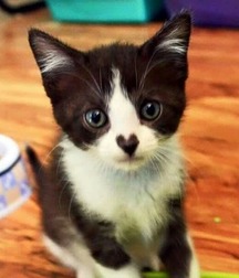 Uploaded by:SirCumsalot 5b1c91ef52dc0.jpg