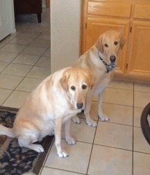 Hunter's Random Internet Picks 9 587fc581a11e9.gif