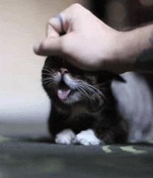 Hunter's Random Internet Picks 29 58869364288ed.gif