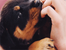 Hunter's Random Internet Picks 37 5887ee5b90cea.gif