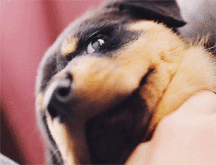 Hunter's Random Internet Picks 37 5887ee5ec7350.gif