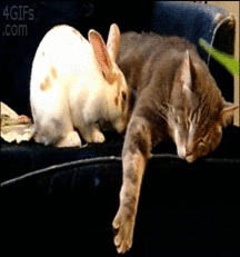 Hunter's Random Internet Picks 50 5888b61cc60b0.gif