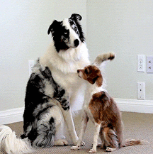 Hunter's Random Internet Picks 53 58890ead5d2e7.gif