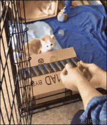 Hunter's Random Internet Picks 58 58893faa54aa8.gif