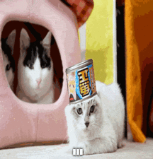Hunter's Random Internet Picks 66 58895c7033daf.gif