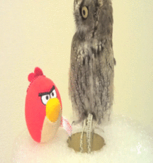 Hunter's Random Internet Picks 69 588960971e8a6.gif
