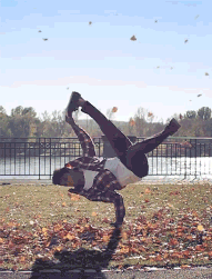 Dance For Fun 58e0607648639.gif