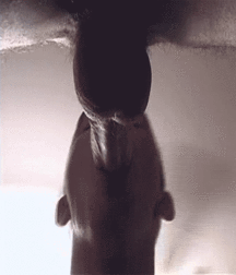 CockSuckers  58f062af65fd6.gif