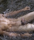 Water and Fishes 57a394d24fc65.jpg