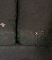 My Nice Sofa! Pig! 57fd4c24ba8a3.jpg