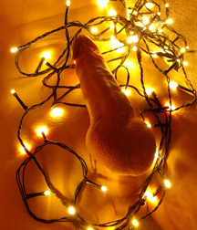 My Christmas Garlands Gay Tube 5fdf5ae8b5736.jpg