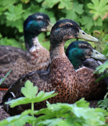 Small pets around Squiltown boys porn art 60fc6696478ac.jpg