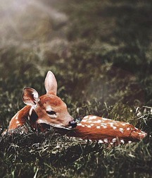 Small pets around Squiltown boys porn art 60fc66995a06b.jpg