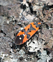 Small pets around Squiltown boys porn art 60fc669d2db54.jpg