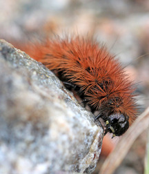 Small pets around Squiltown boys porn art 60fc66a15406e.jpg