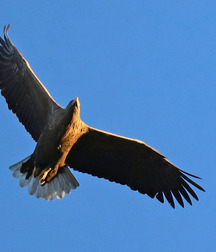 Small pets around Squiltown boys porn art 60fc66a663e56.jpg