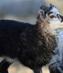 Small pets around Squiltown boys porn art 60fc66aa24c52.jpg