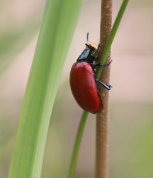 Small pets around Squiltown boys porn art 60fc66ae3e06c.jpg