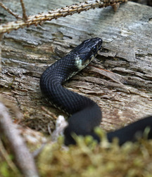 Small pets around Squiltown boys porn art 60fc66b25bd9d.jpg