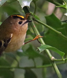 Small pets around Squiltown boys porn art 60fc66b65c0d9.jpg