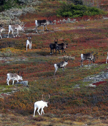 Small pets around Squiltown boys porn art 60fc66ba2f49b.jpg