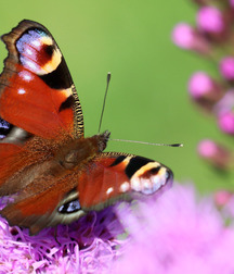 Small pets around Squiltown boys porn art 60fc66be3dd35.jpg