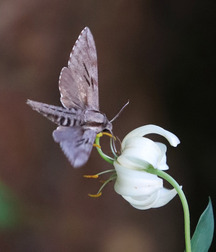 Small pets around Squiltown boys porn art 60fc66c1de3f6.jpg